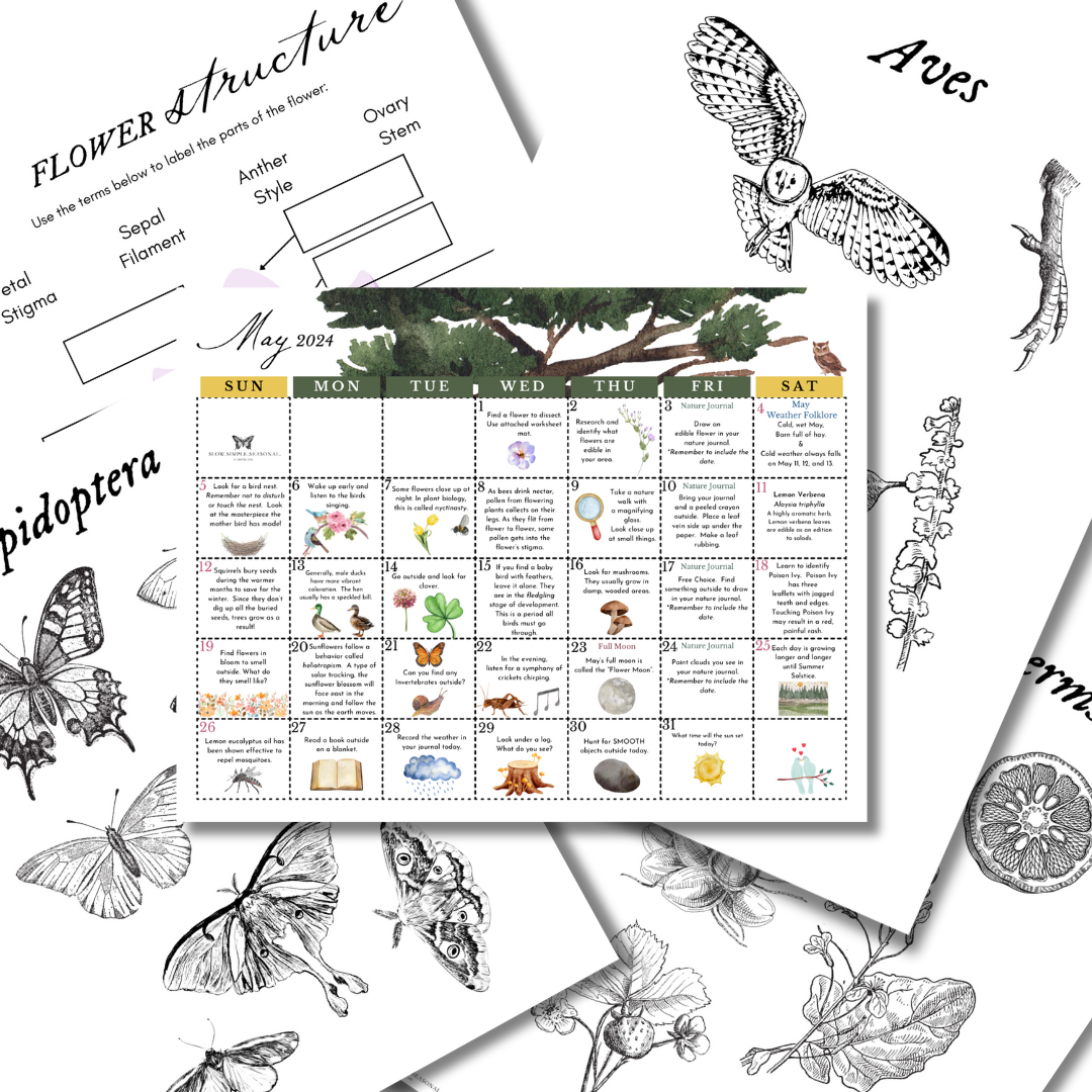 May 2024 Nature Calendar, Flower Structure and Classification Worksheets